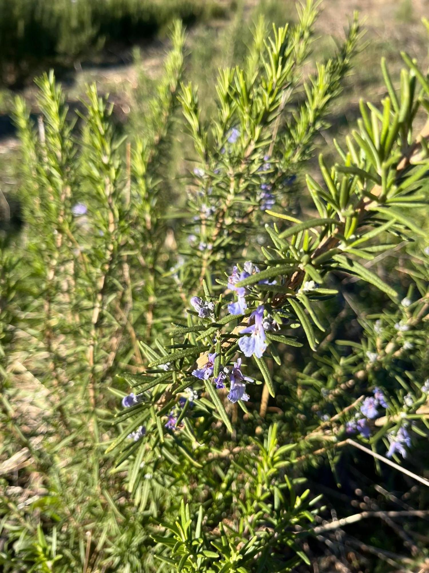 Bio Agriturismo Alba Etrusca Di Cortona - Organic Farmhouse- Appartamento Lavanda-Appartamento Rosmarino - Vasca Idromassaggio Esterna Poggioni Εξωτερικό φωτογραφία